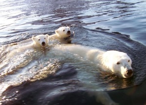 Polar bear 15