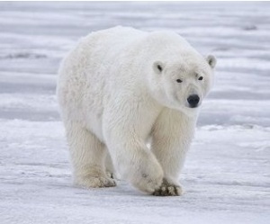 Polar bear 16