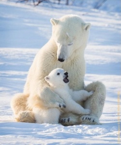 Polar bear 7