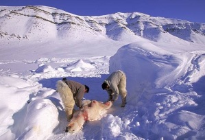 Polar bear hunting via the Independent