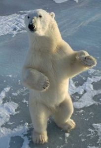 Polar bear standing on the ice