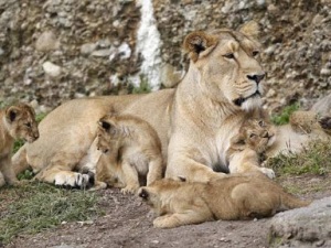 Asiatic lioness with her cubs