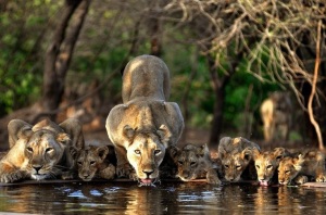 Pride of Asiatic lions at one of the many open-pit wells in Gir Forest via National Geographic
