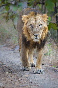 Young male in Gir Forest by Sumeet Moghe